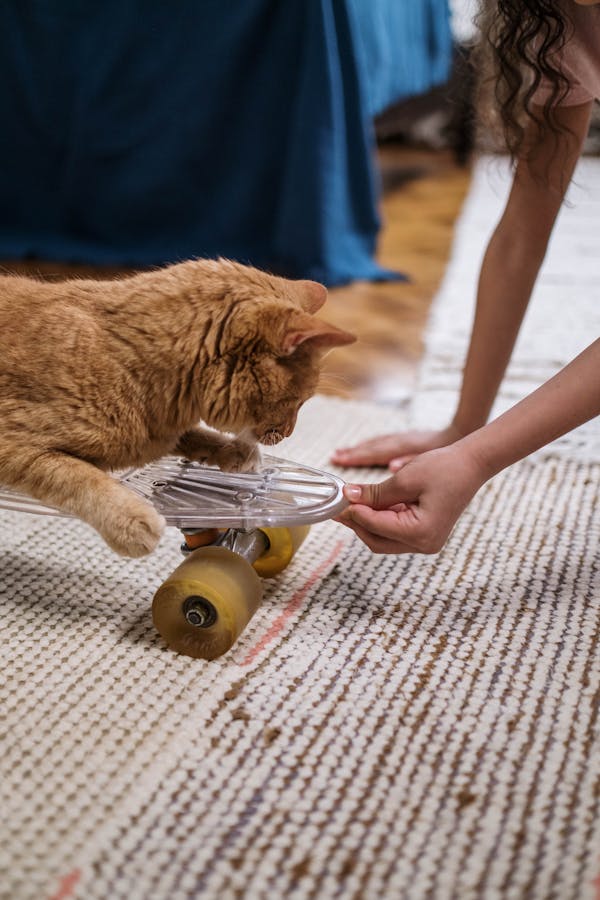 Adorable ginger cat curiously playing on a skateboard indoors with a child helping.